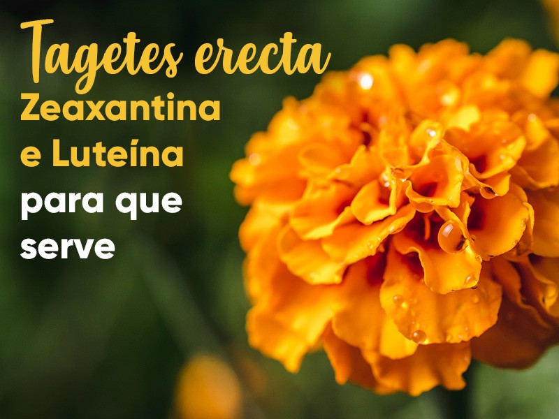 Lutena e Zeaxantina (Tagetes erecta): para que serve